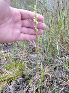 Image of Lace-Lip Ladies'-Tresses