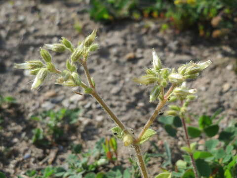 Image of sticky chickweed