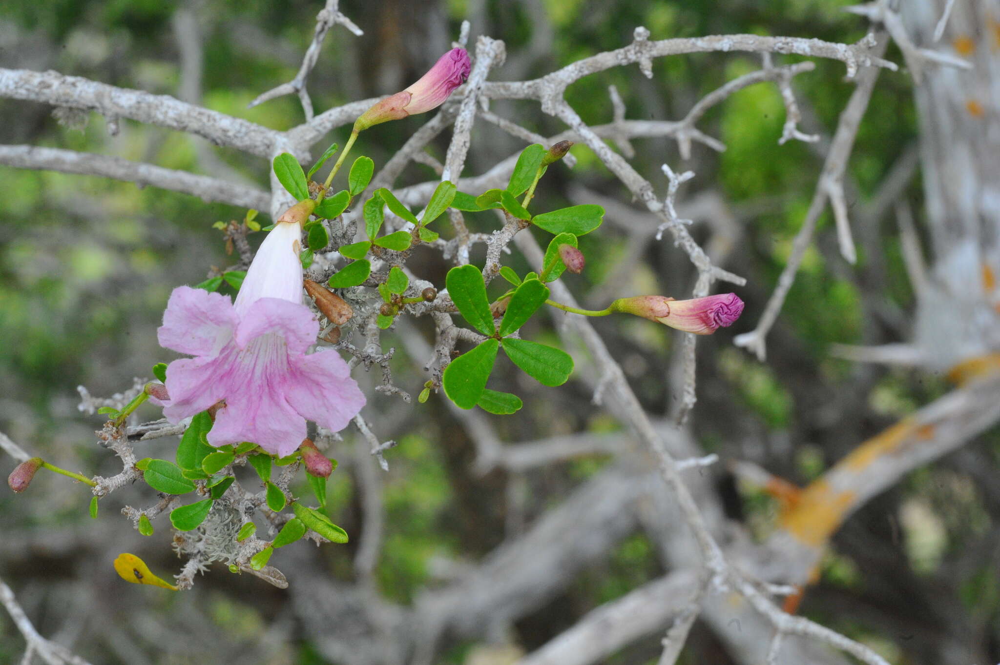 Image of Tabebuia myrtifolia (Griseb.) Britt.