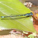 صورة Austroagrion watsoni Lieftinck 1982