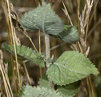 Eupatorium rotundifolium L. resmi