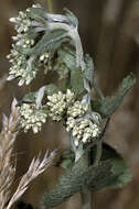 Eupatorium rotundifolium L. resmi