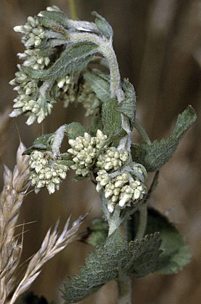 Eupatorium rotundifolium L. resmi