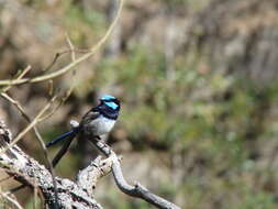 صورة Malurus cyaneus cyanochlamys Sharpe 1881