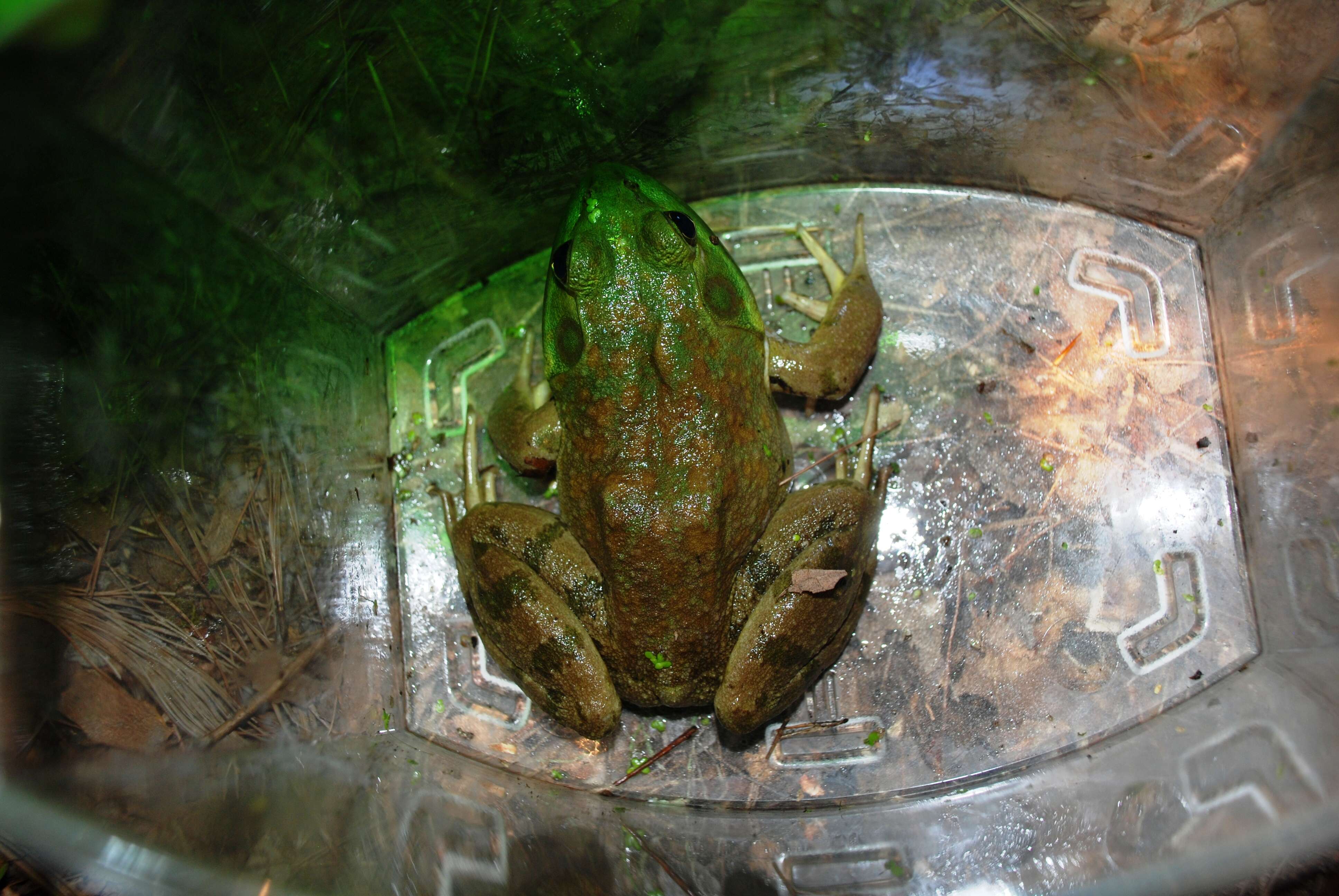 Слика од Lithobates catesbeianus (Shaw 1802)