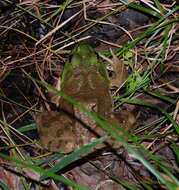 Image of American Bullfrog