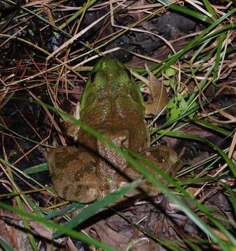 Image of American Bullfrog