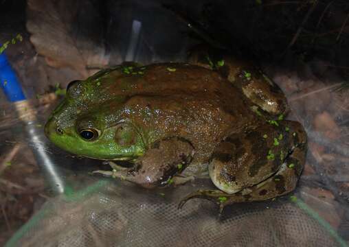 Image of American Bullfrog