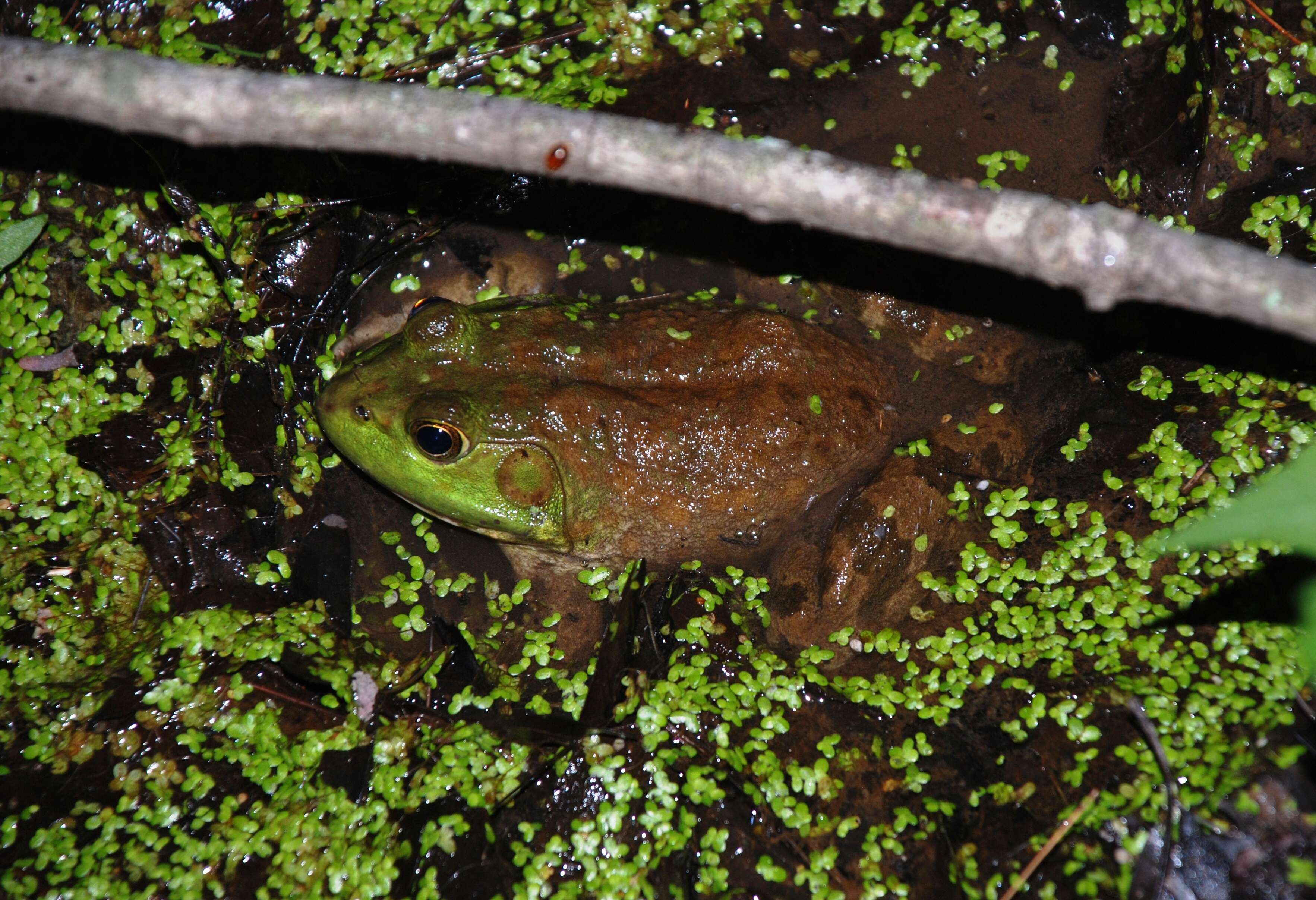 Image of American Bullfrog