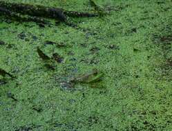 Image of American Bullfrog