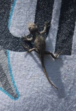 Image of Eastern Fence Lizard