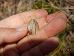 Image of <i>Monadenia troglodytes</i> Hanna & A. G. Smith 1933