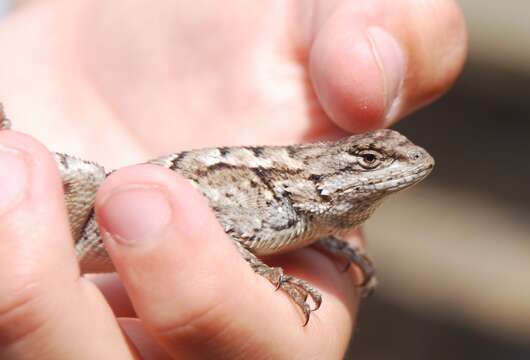 Image of Eastern Fence Lizard