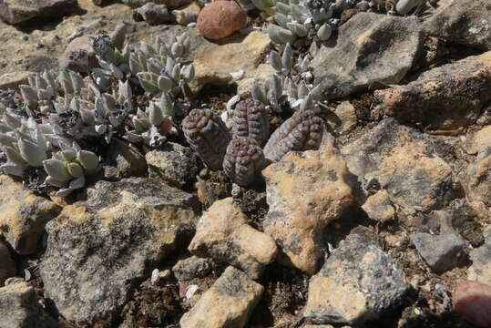 Image of Euphorbia pseudoglobosa Marloth