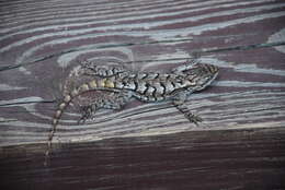 Image of Eastern Fence Lizard
