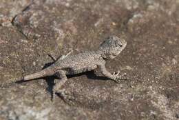 Image of Eastern Fence Lizard