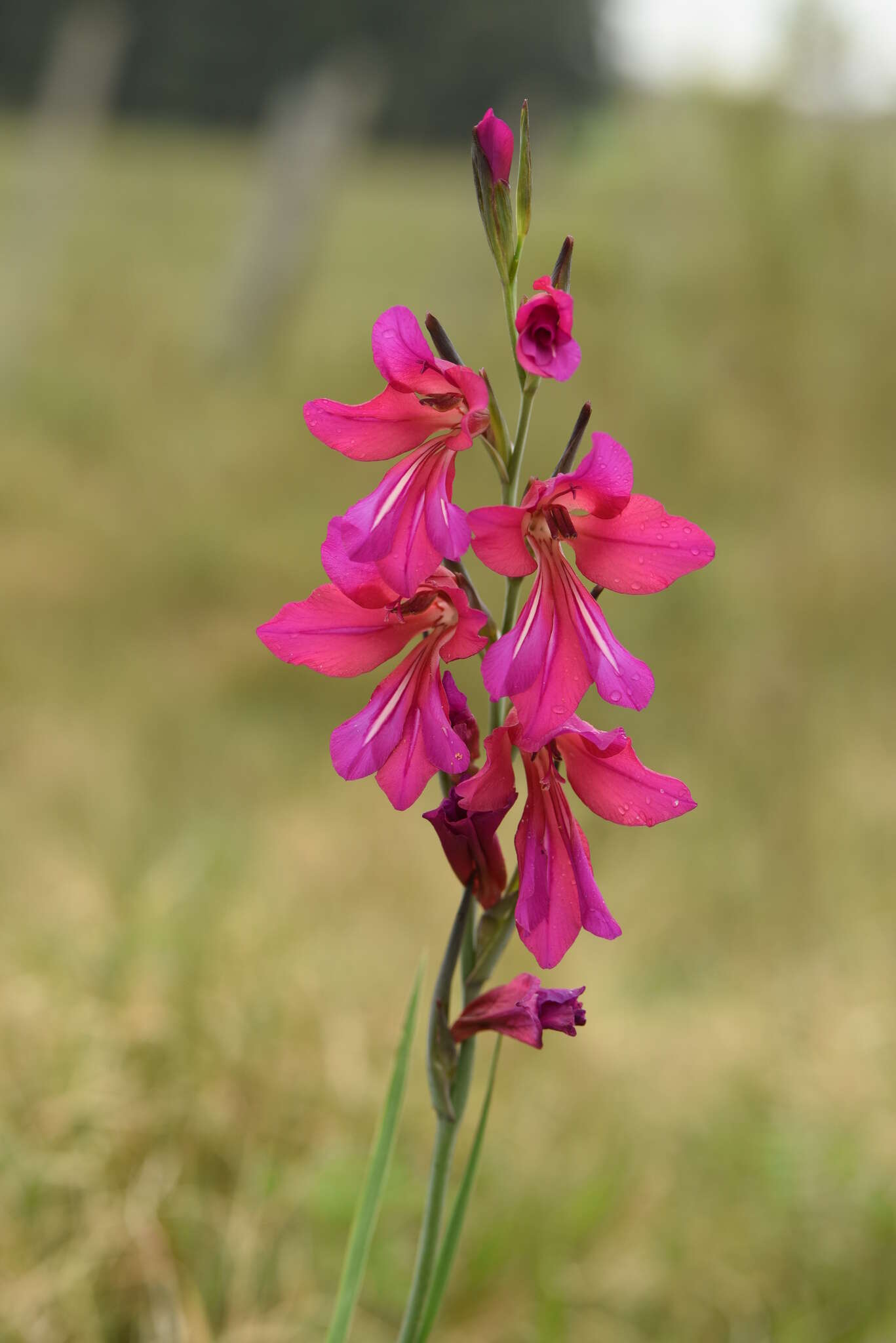 Plancia ëd Gladiolus byzantinus Mill.