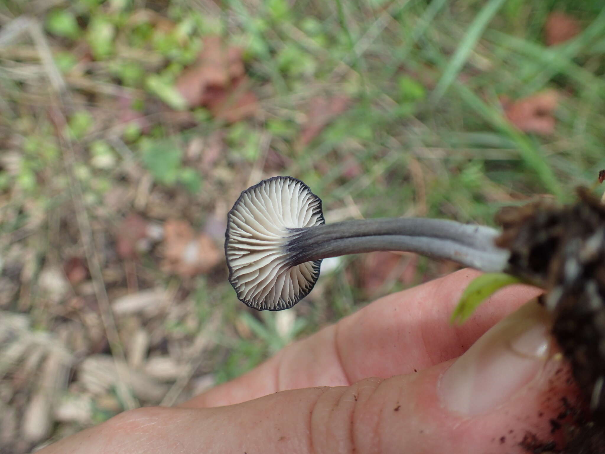 Image of Entoloma chytrophilum Wölfel, Noordel. & Dähncke 2001