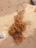 Слика од Sargassum horneri