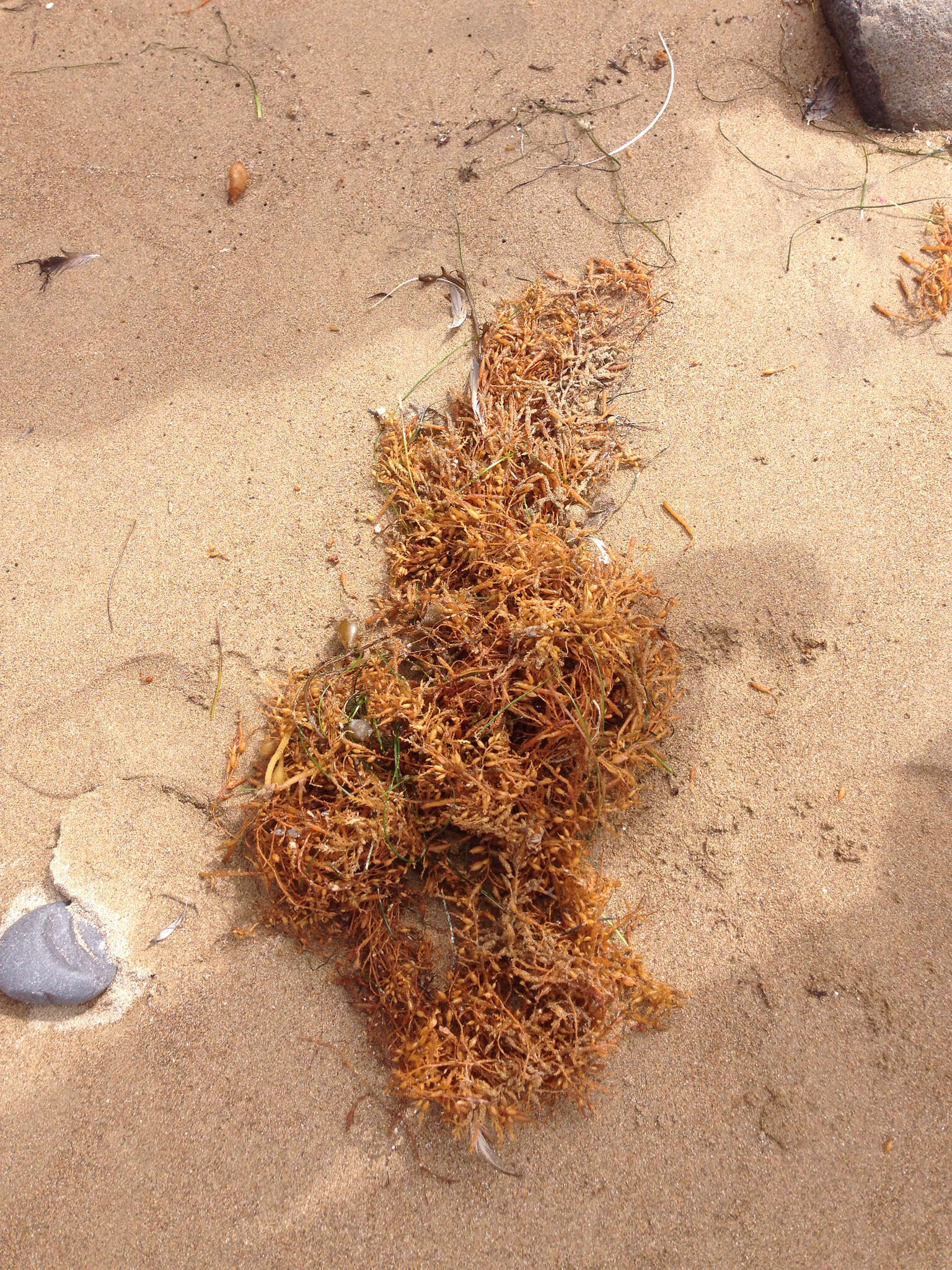 Слика од Sargassum horneri