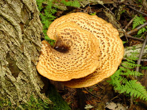 Image of dryad's saddle