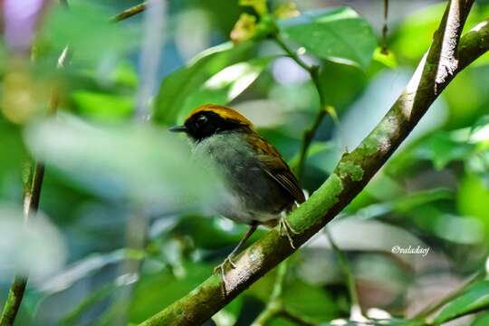 Image of Black-cheeked Gnateater