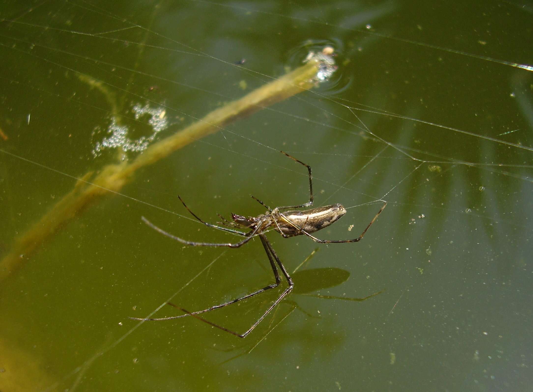 Image of stretch spider