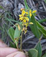 Image of Galphimia australis Chod.