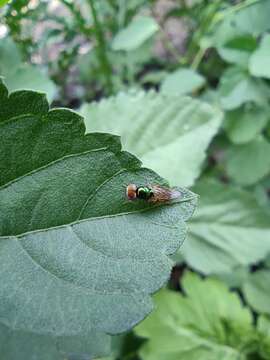 Image of Soldier fly