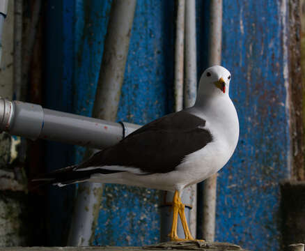 Image of Belcher's Gull