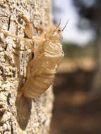 Image of Cicada orni Linnaeus 1758