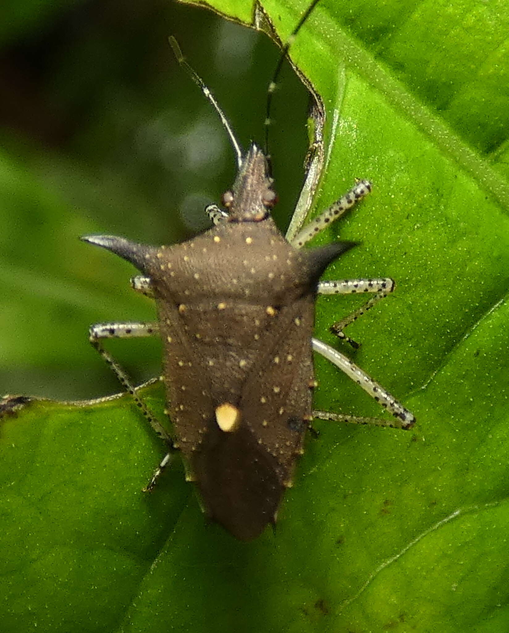 Proxys albopunctulatus (Palisot 1811) resmi