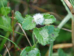 Jaapiella veronicae (Vallot 1827) resmi