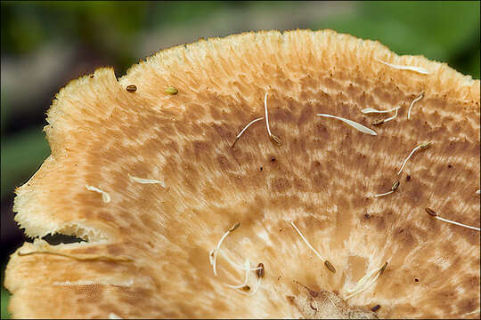 Image of Polyporus tuberaster (Jacq. ex Pers.) Fr. 1821