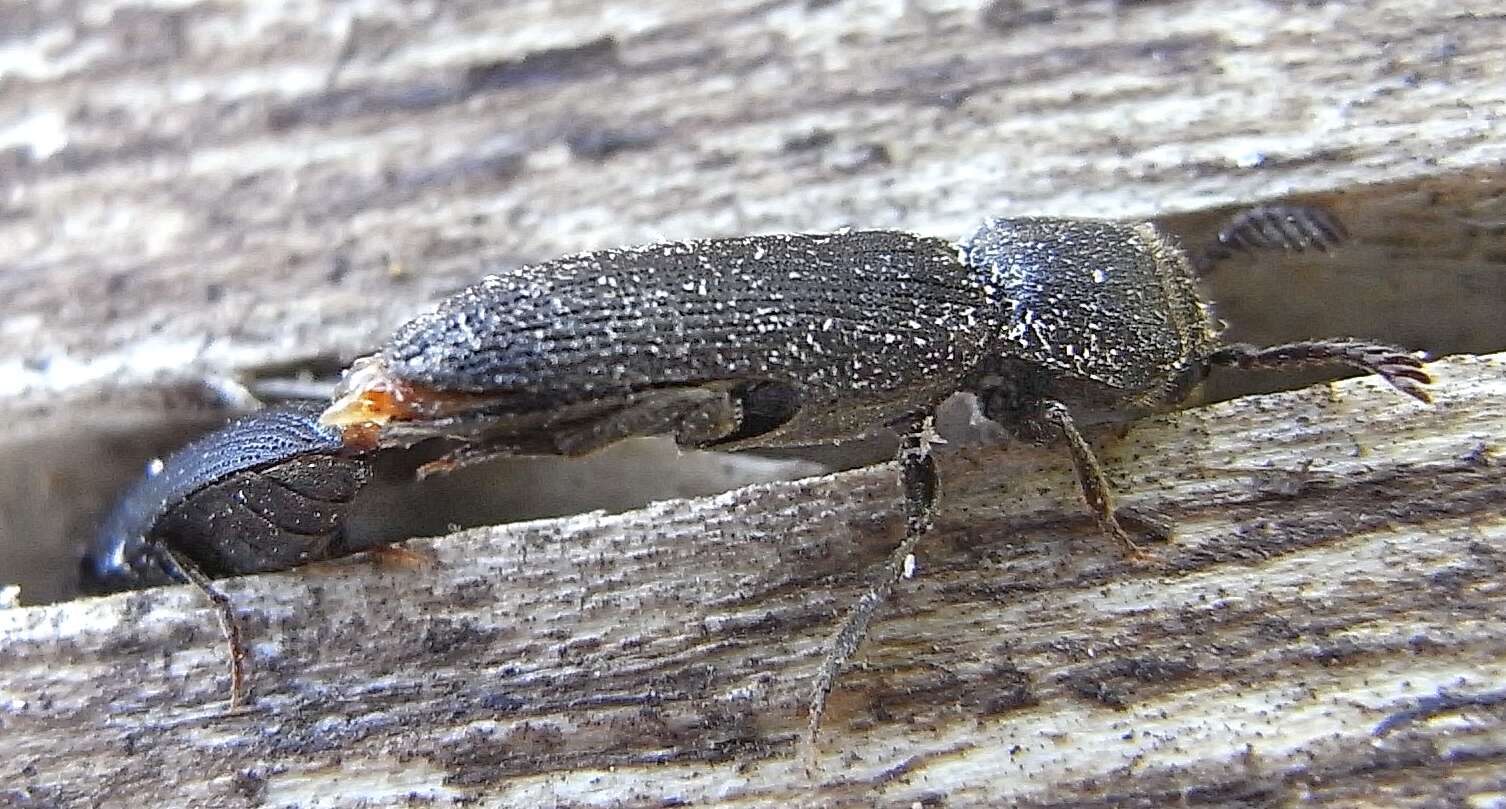 Image of Melasis buprestoides