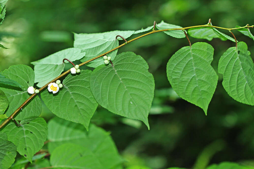 Image of silver vine