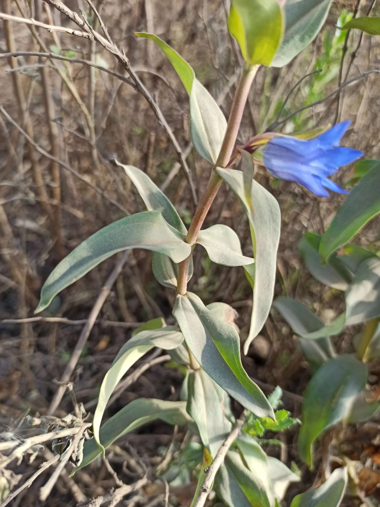 Image de Gentiana spathacea Kunth