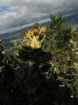 Image of Scrobicaria