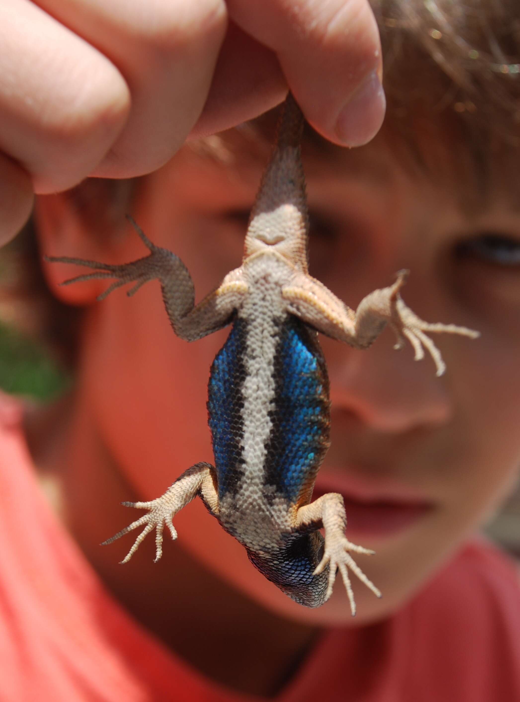 Image of Eastern Fence Lizard