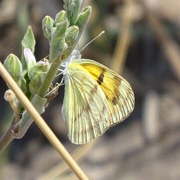 Image of Colotis vesta (Reiche (1850))