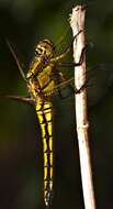 Image of Black-tailed Skimmer