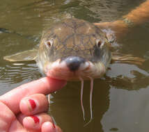 Image of Gulf Sturgeon