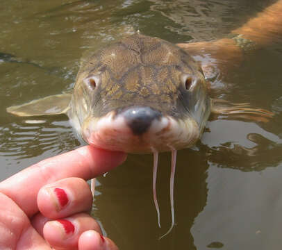 Image of Gulf Sturgeon