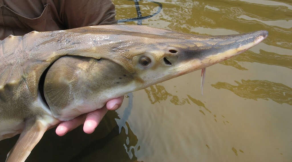 Image of Gulf Sturgeon