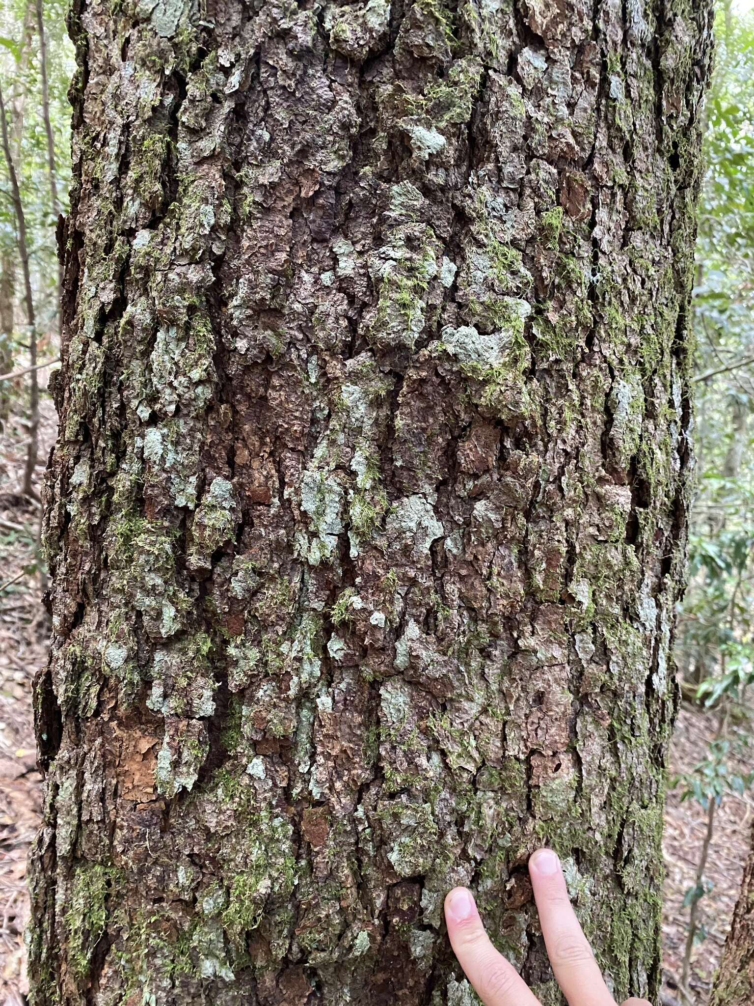 Imagem de Nothofagus moorei (F. Muell.) Krasser