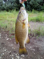 Image of Smallmouth Bass