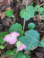 Image of Begonia uniflora S. Watson