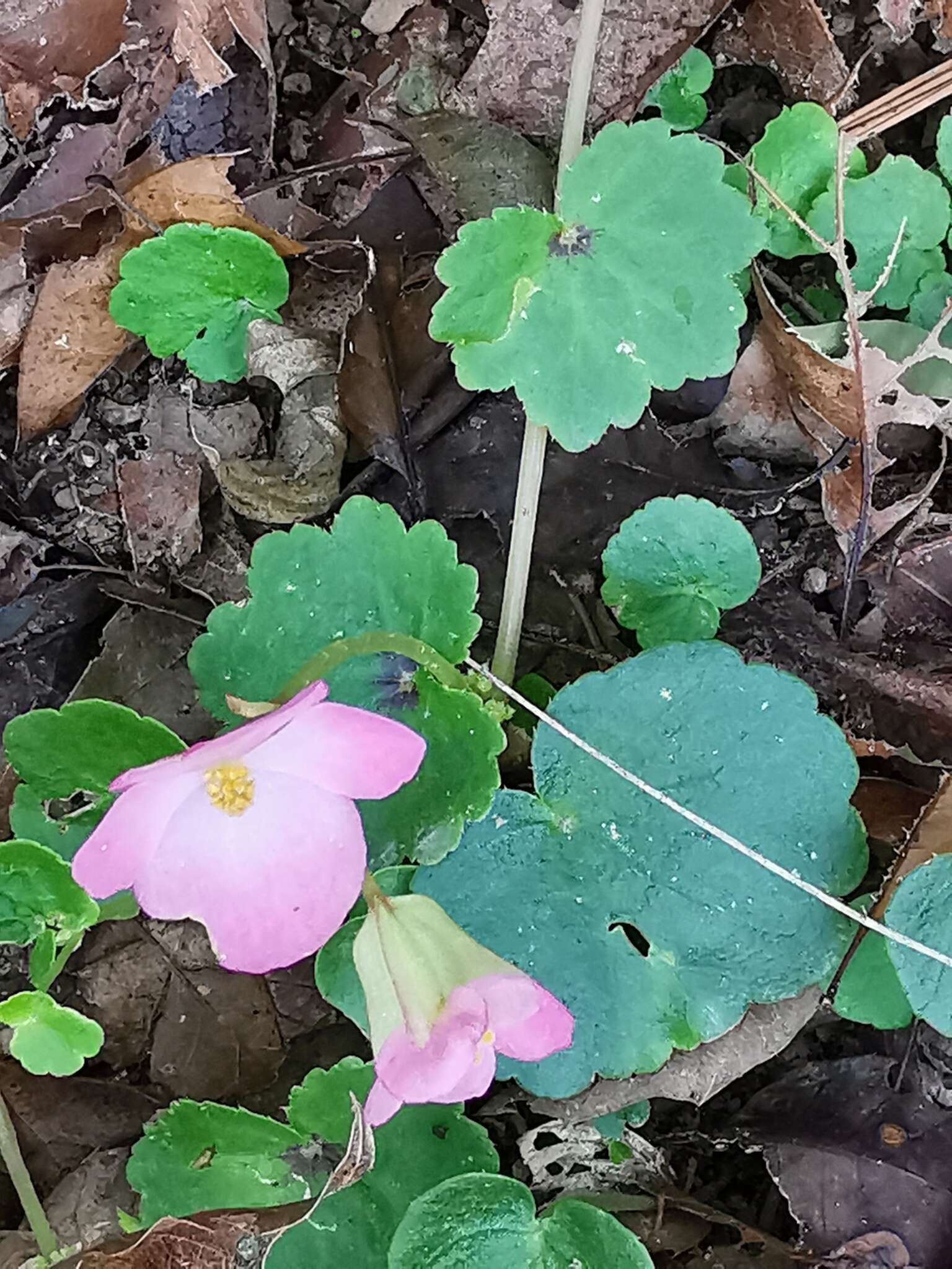 Image of Begonia uniflora S. Watson