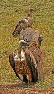 Image of White-backed Vulture