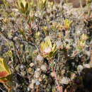 Image de Leucadendron nitidum Buek ex Meissn.